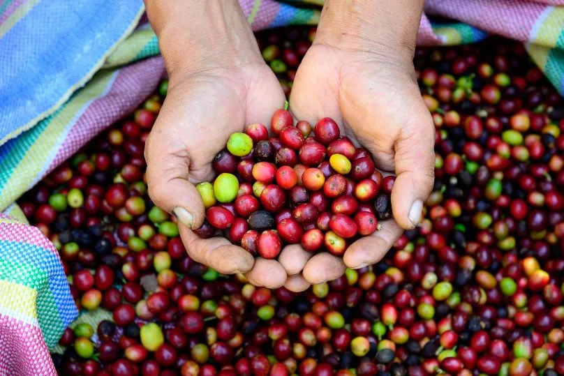 Koffieroute Peru