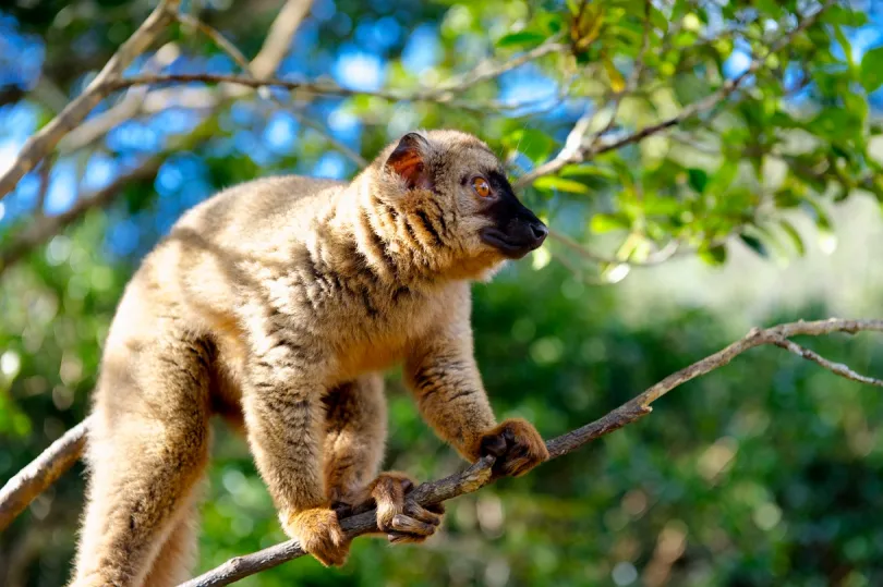 Madagaskar Lemur