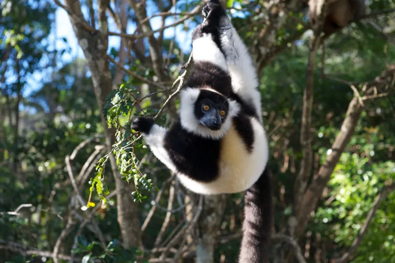Madagaskar lemur