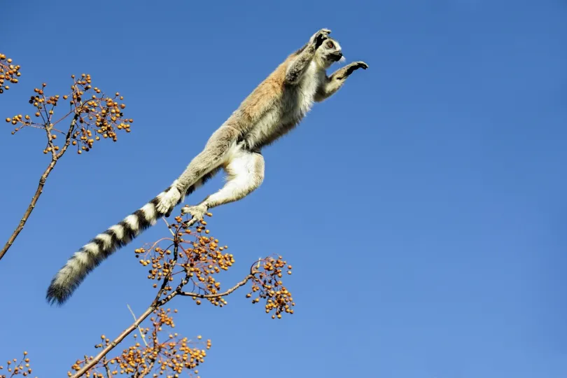 Madagaskar ringstaartmaki