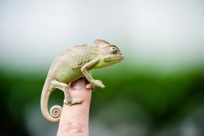 Madagaskar dieren