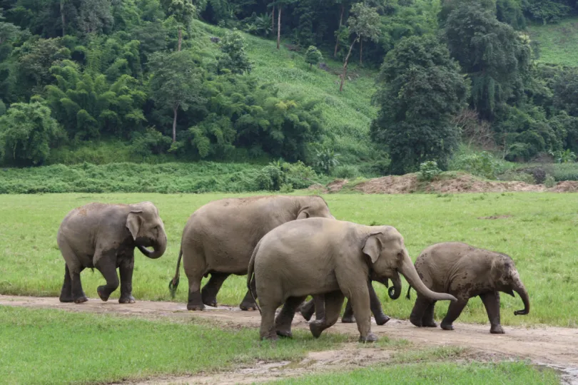 Familiereis Thailand - olifanten