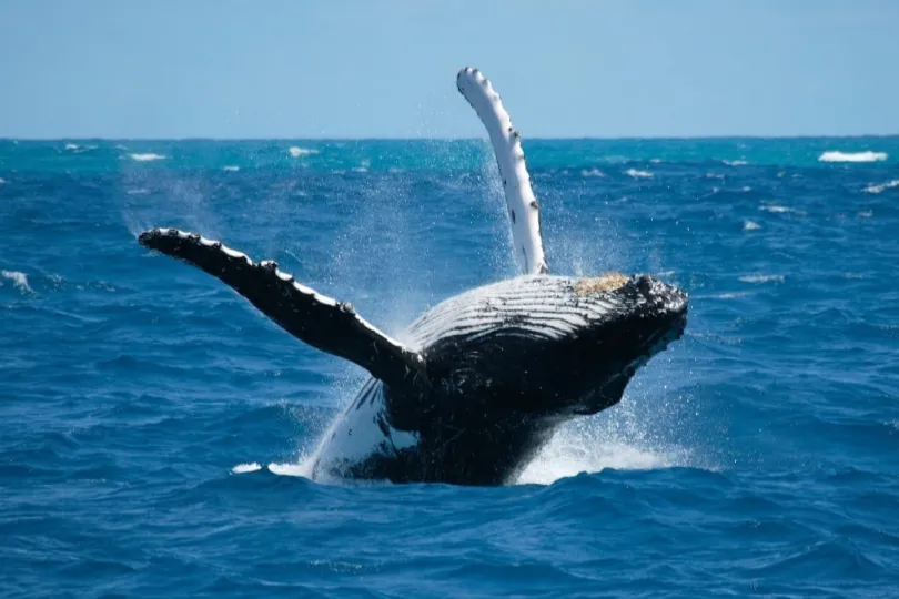 Excursies Panama walvis spotten