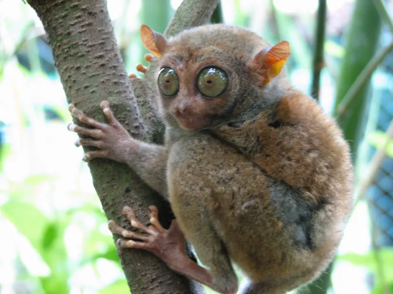 Rondreis Sulawesi - Tarsier