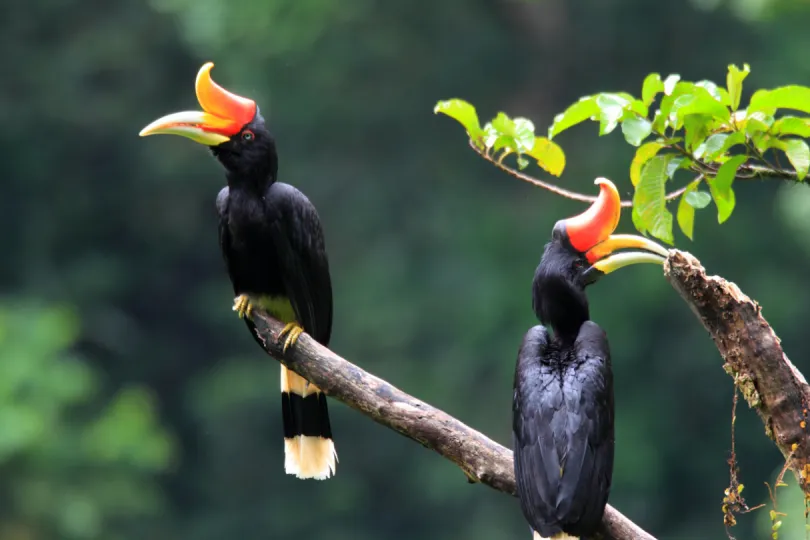 Rondreis Indonesie - Sumatra Hornbill
