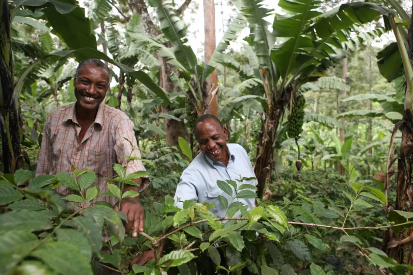 Koffie tanzania