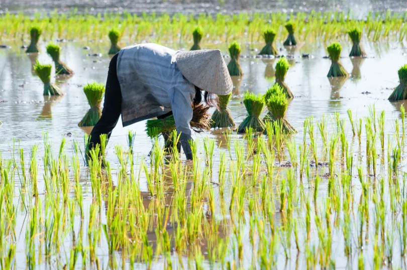 Rondreis Vietnam - rijstvelden