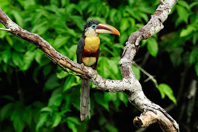 Amazone vogel Peru
