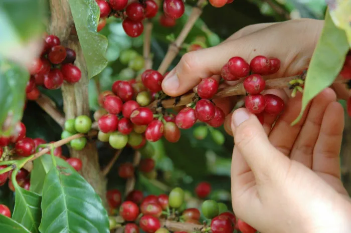 Biologische koffieboerderij Peru