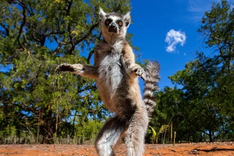 Lustige Lemuren auf Madagaskar: Ein großer Spaß für die ganze Familie