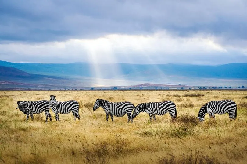 Zebras im Ngorongoro Krater in Tansania