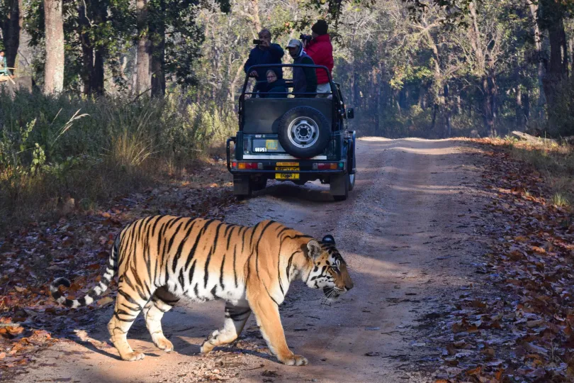 Safarireizen in Afrika