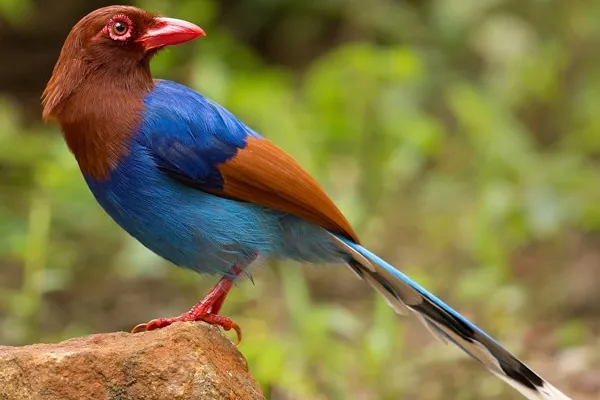 Blue Magpie vogel Sri Lanka