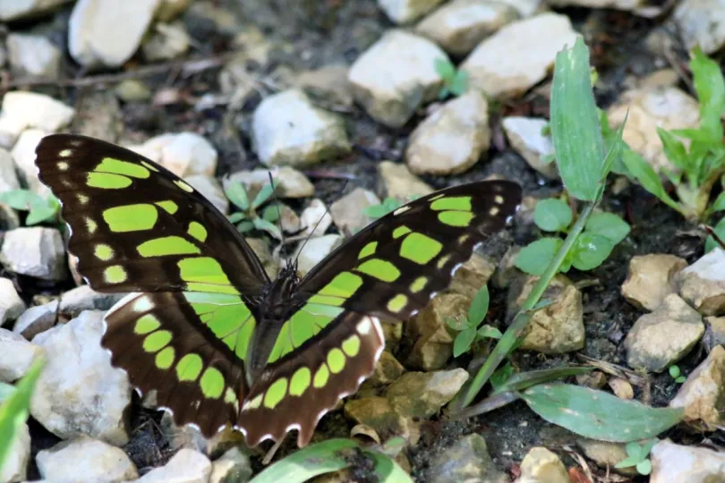 Veilig reizen Costa Rica Malachietvlinder