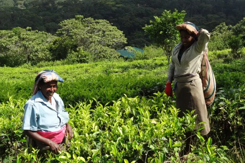 Sri Lanka met privechauffeur