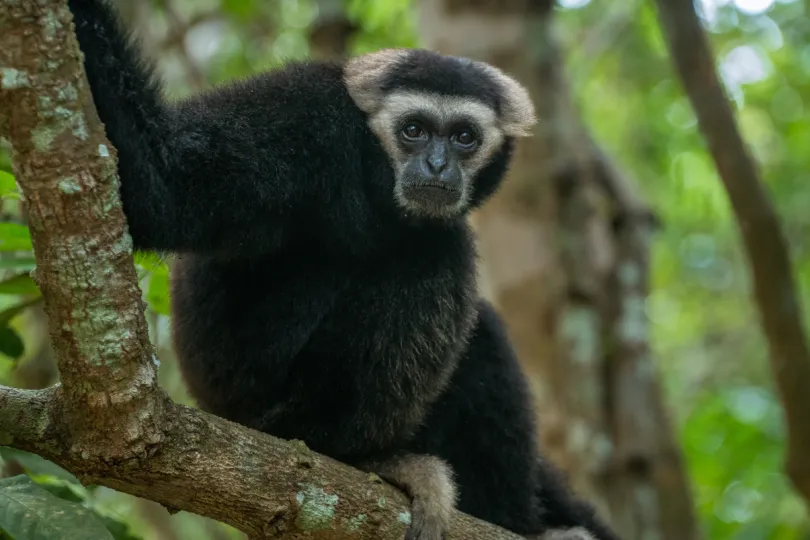 Excursies Cambodja - gibbons