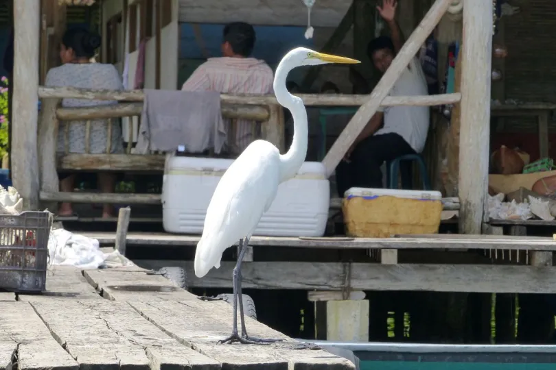 Rio Dulce Guatemala bird watching