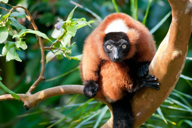Vliegtickets Madagaskar