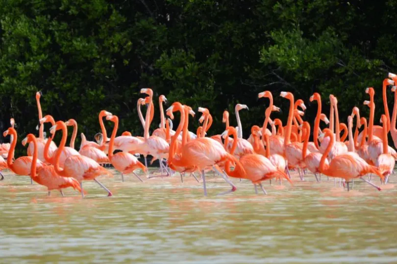 Rondreis Mexico met kinderen Celestun flamingo's