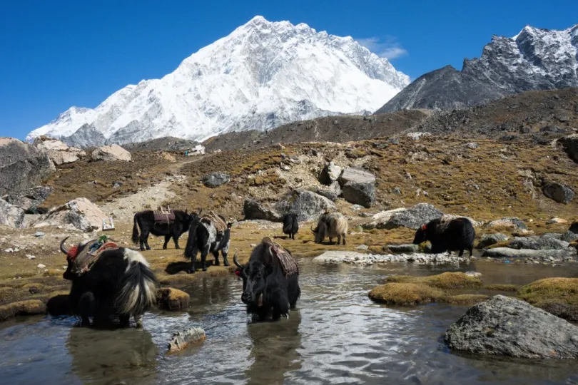 Nepal EBC Trek