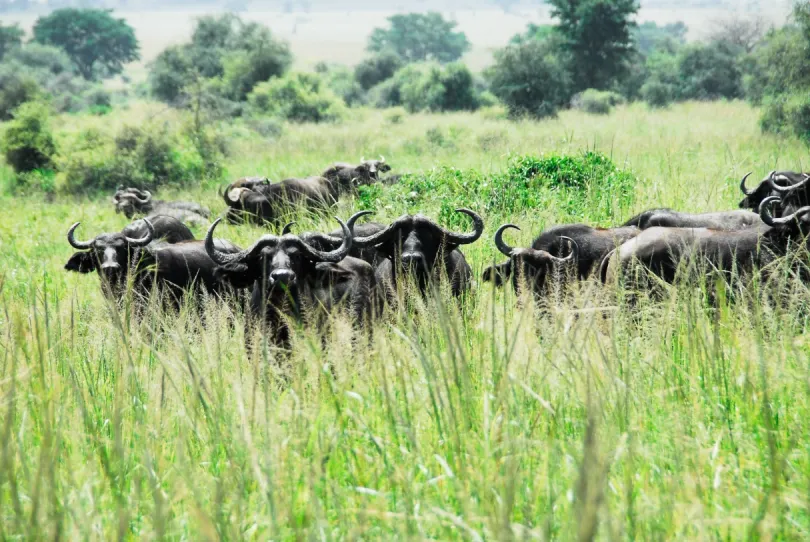 Oeganda safari