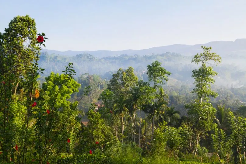 Sinharaja Sri Lanka