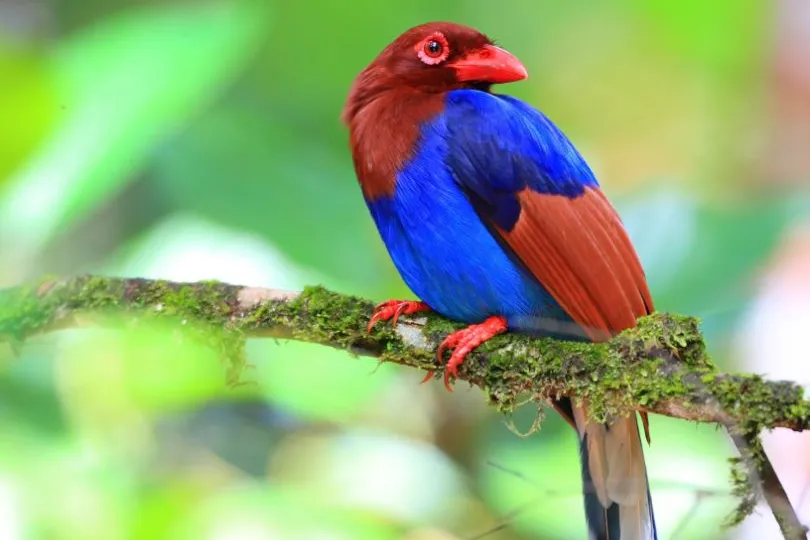 Vogel Sinharaja Sri Lanka