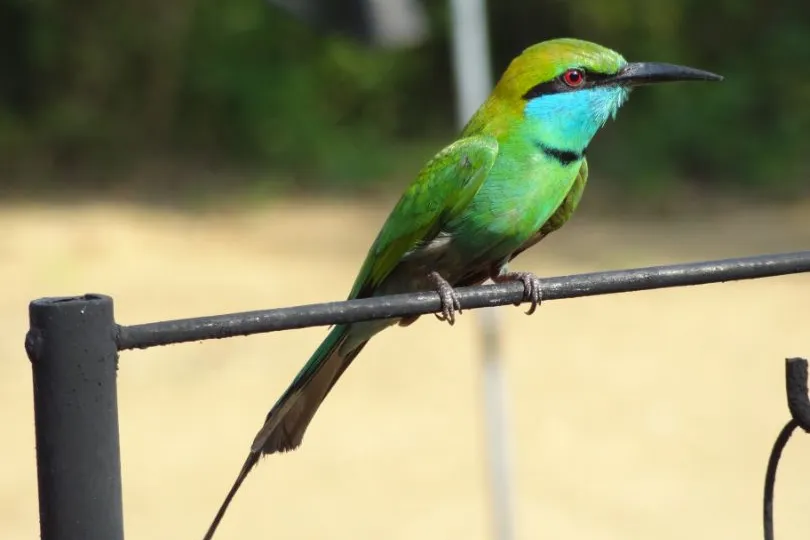 Sri Lanka met kinderen