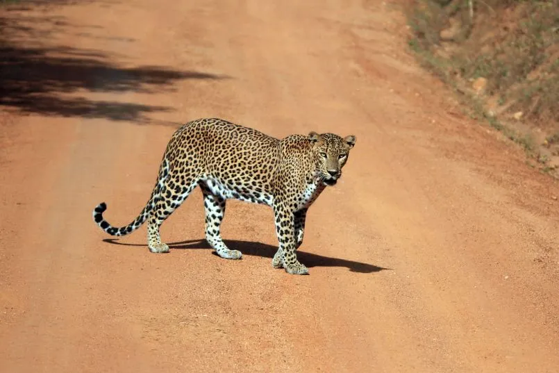 Luipaard Yala National Park