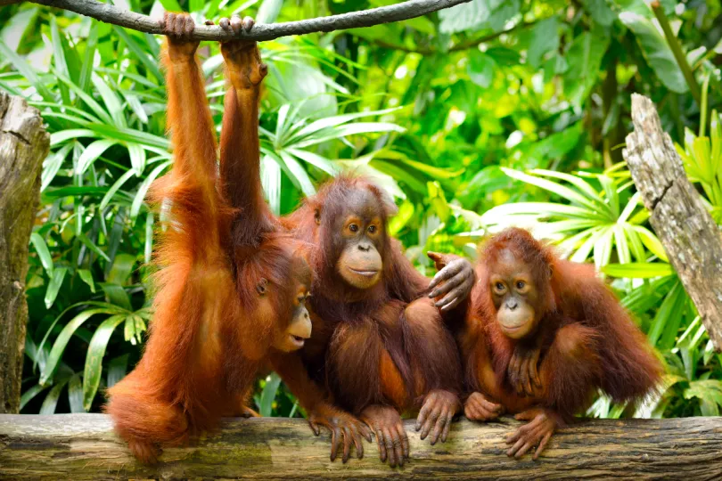 Maleisisch Borneo met kinderen - orang oetans