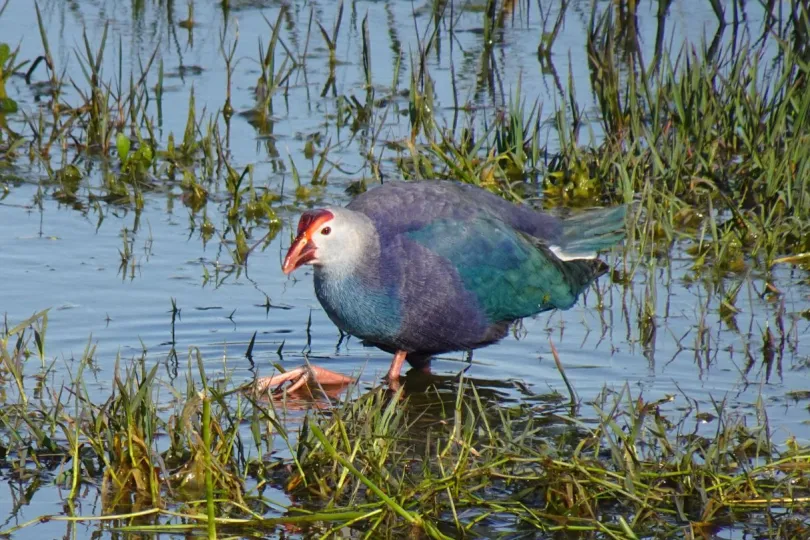 India met kinderen Bharatpur