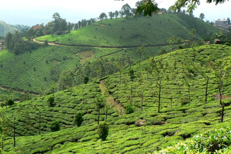 Kerala rondreis Munnar theevelden India
