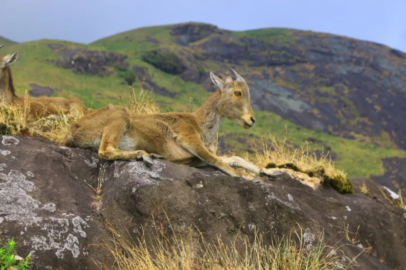 Rondreis Kerala Nilgiri tahr geit Eravikulam Rajamalai