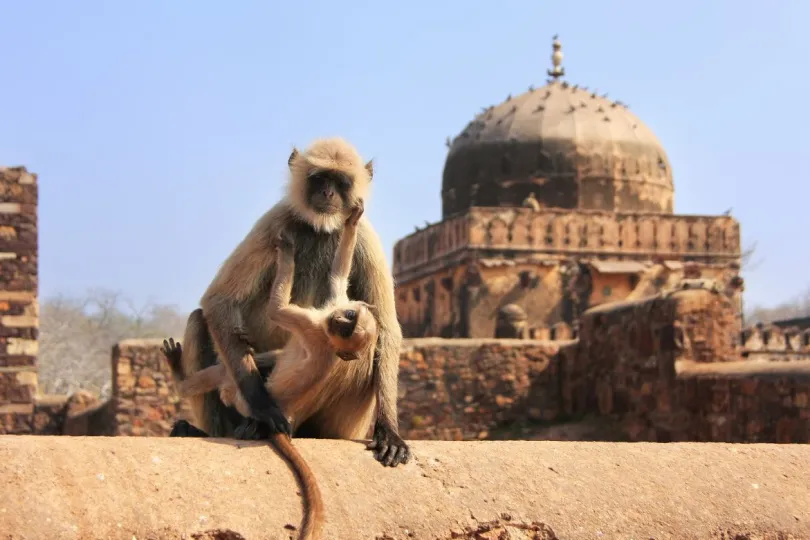 Rondreis India met kinderen Ranthambore