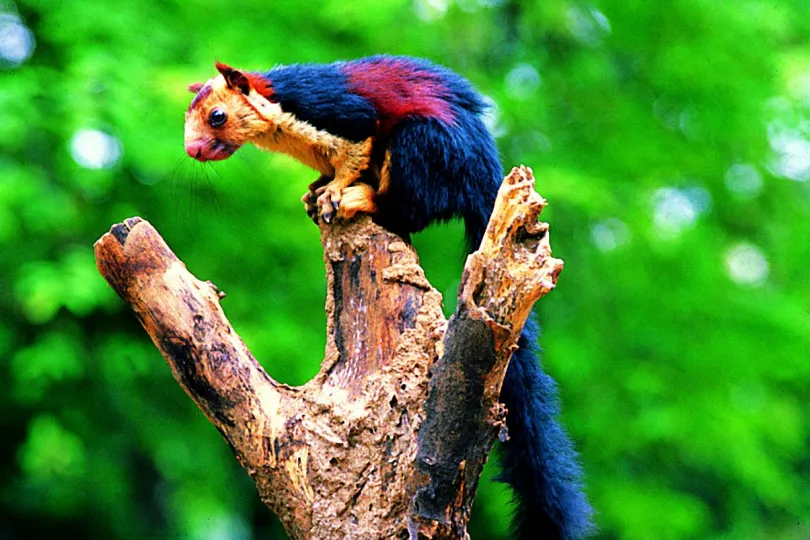 Rondreis Kerala India Thekkady