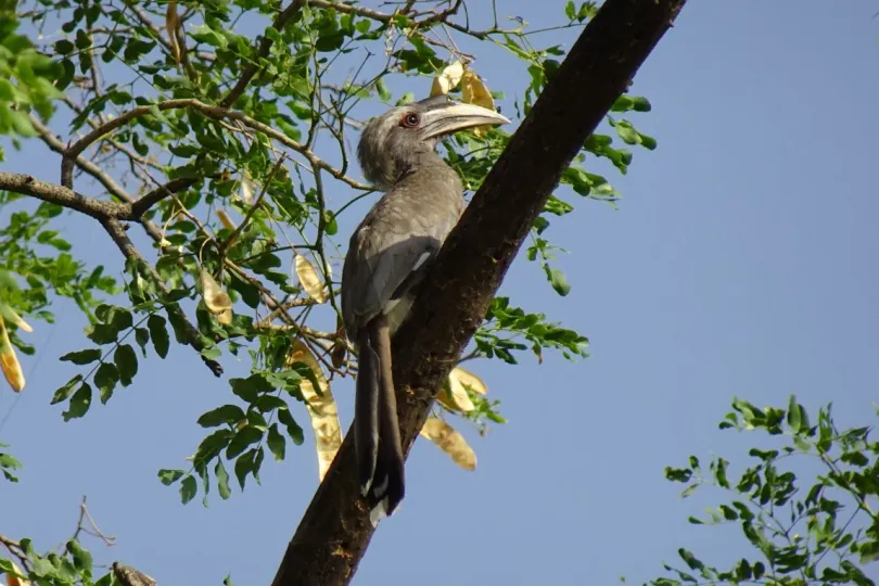 Kerala rondreis neushoornvogel