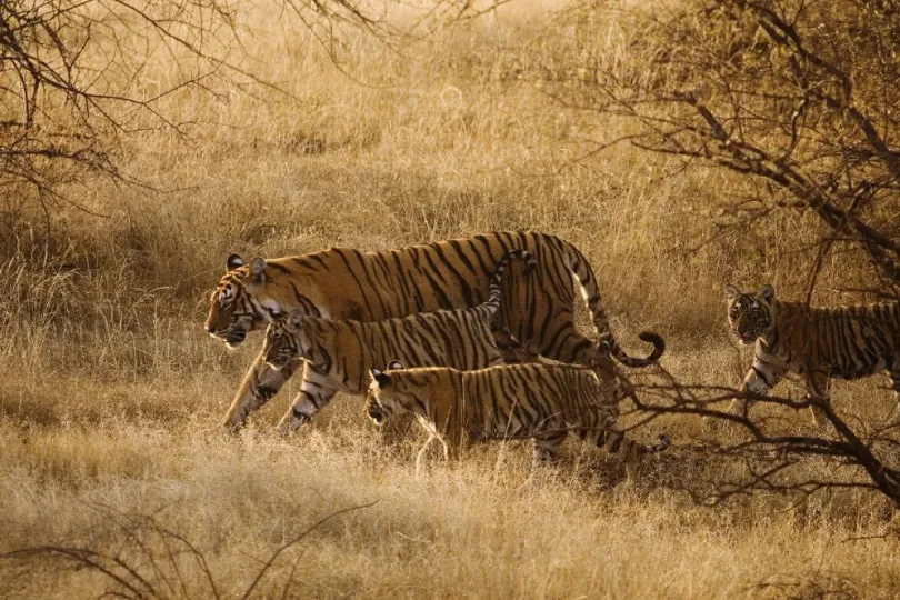 India met kinderen tijgers in het wild