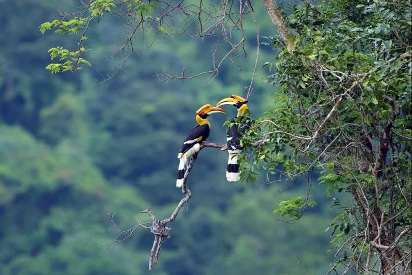 Hornbill Maleisisch Borneo