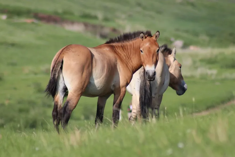 Rondreis Mongolie Khustai