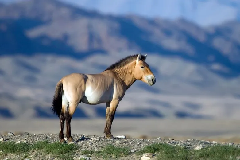 Familiereis Mongolie Khustai
