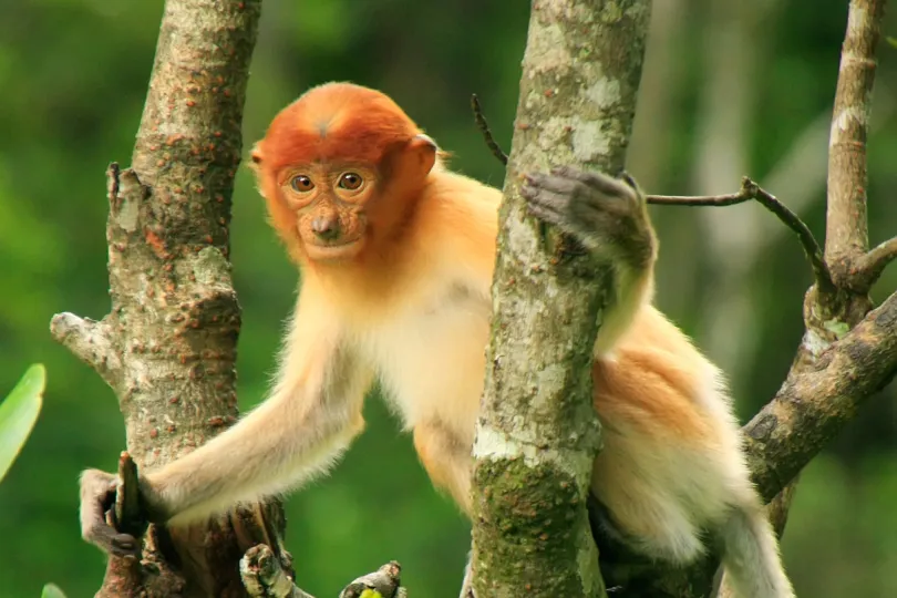 Maleisisch Borneo Sepilok