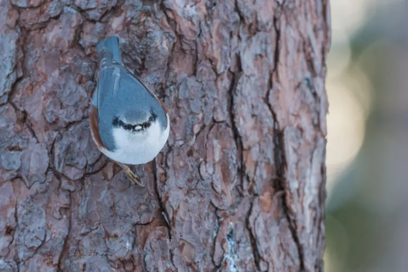 Winterreis Zweden wildkijkhut