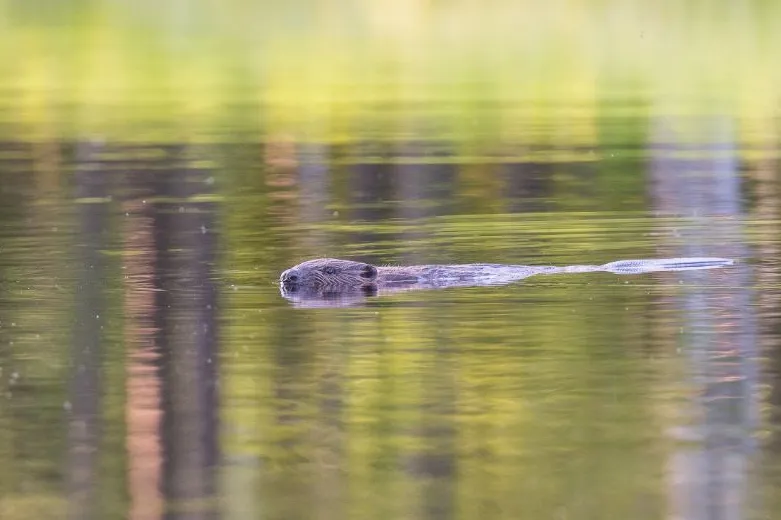 Familiereis Zweden bever
