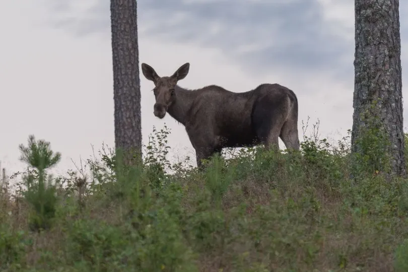 Familiereis Zweden elandsafari