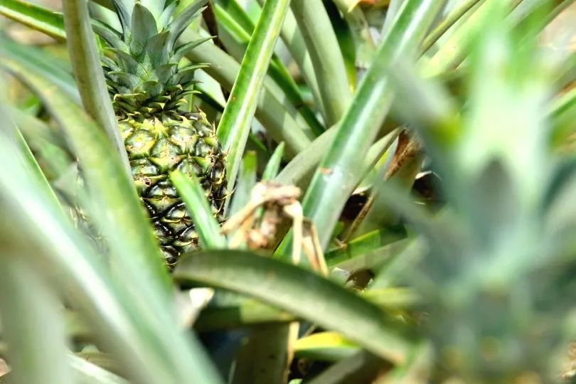 Geheimtipp in Costa Rica: Ananasplantage