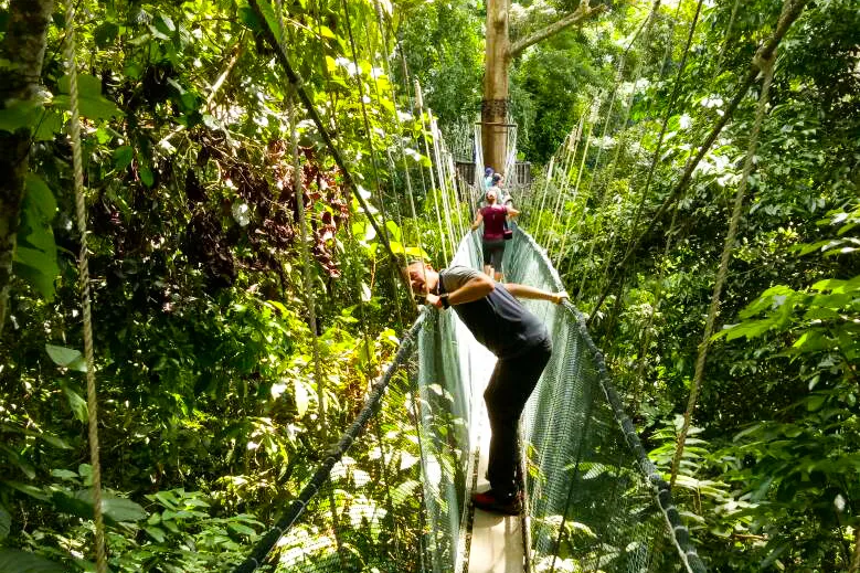 Canopy excursie Maleisisch Borneo