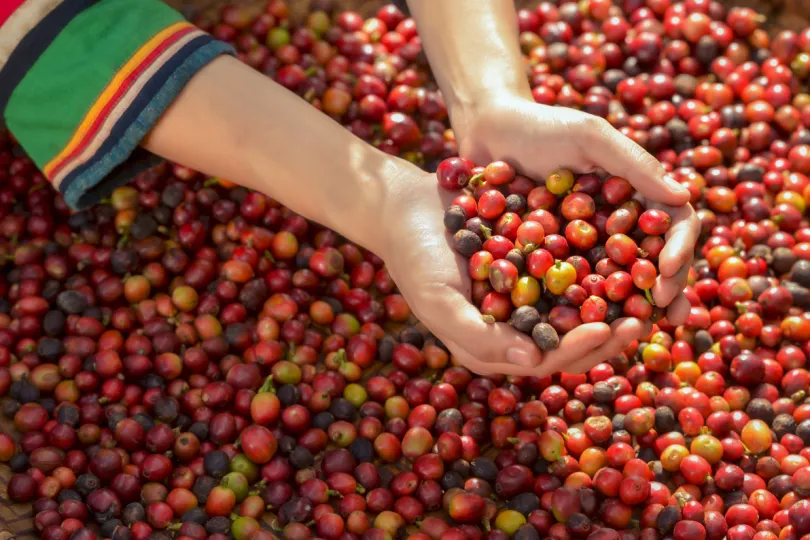 Laos rondreis - koffie