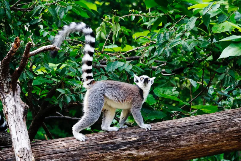 hoe is het nu in Madagaskar