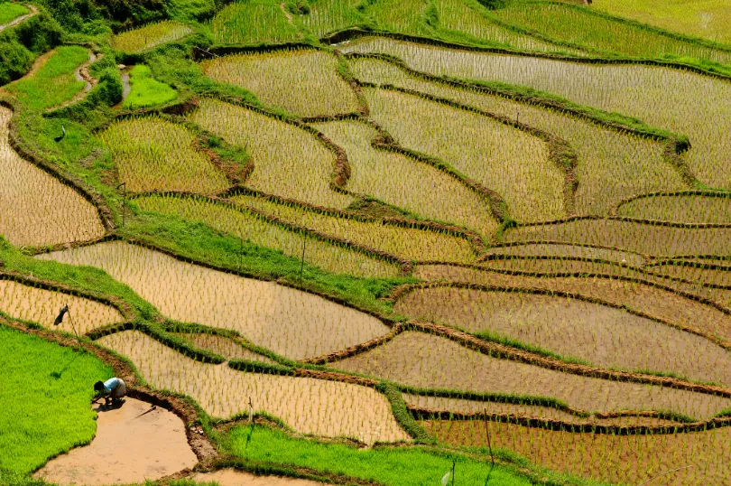 Rijstvelden Indonesië