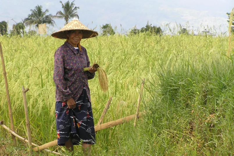 Rijst werkster Sulawesi